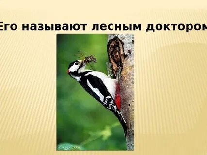 Дятла называют лесным доктором потому что