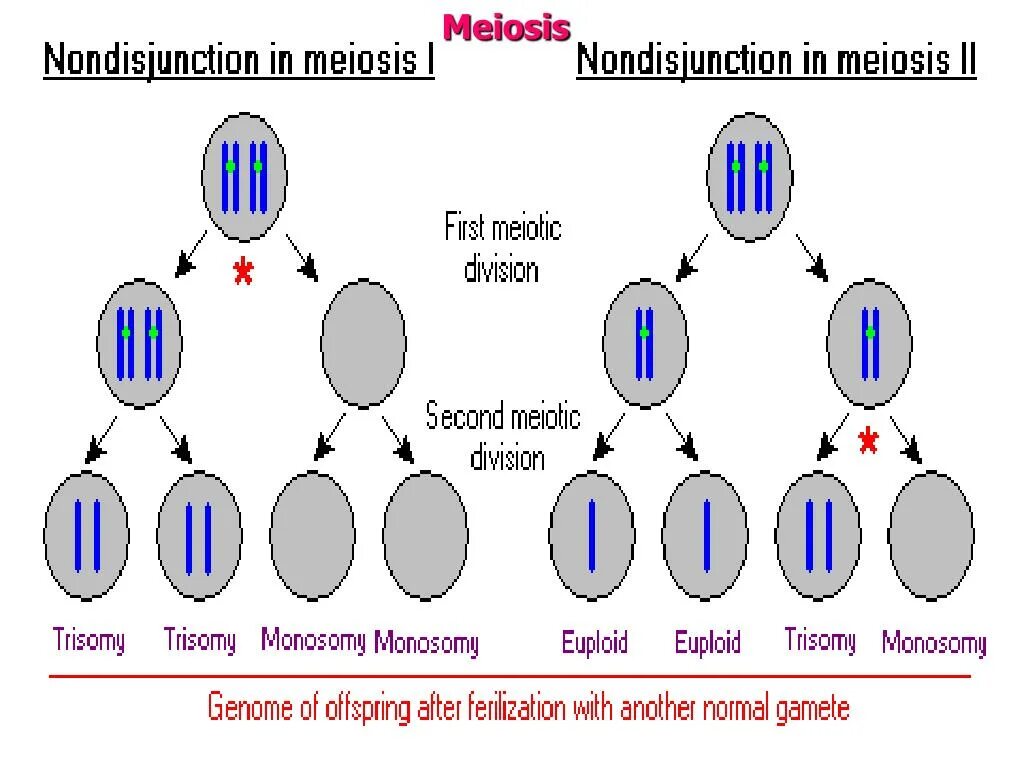 Расхождение хромосом при образовании гамет. Meiosis 1. нарушение расхождения хромосом в мейозе. схема нерасхождения хромосом при гаметогенезе. синдром дауна нерасхождение в мейозе.