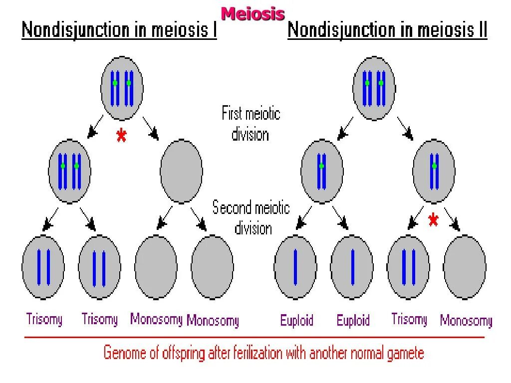 Нерасхождение хромосом в первом делении мейоза. Нарушение расхождения хромосом в мейозе. Схема нерасхождения хромосом при гаметогенезе. Синдром Дауна нерасхождение в мейозе. Геномные нерасхождение хромосом в мейозе