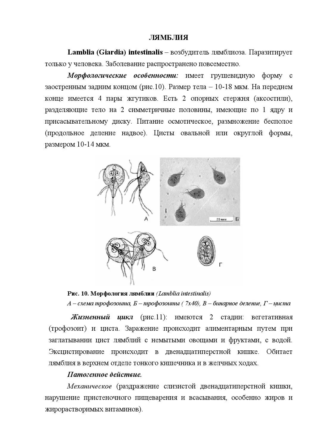 Стадии жизненного цикла цисты