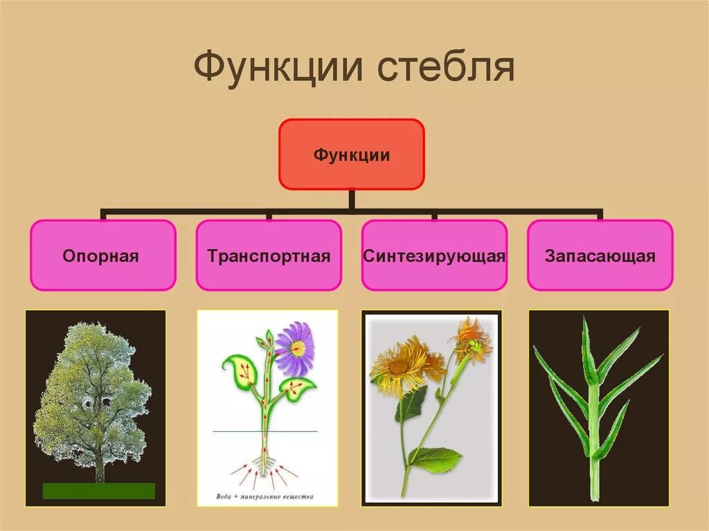 Какую работу выполняет стебель