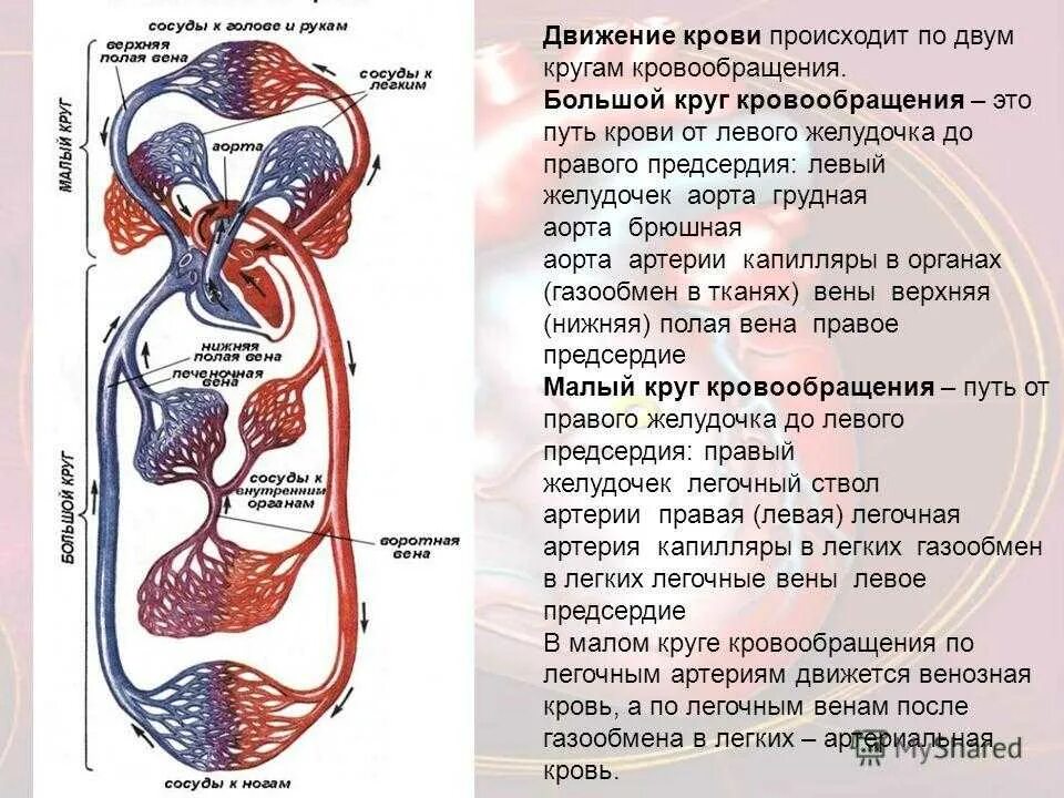 Большим кругом кровообращения называется. Малый и большой круг кровообращения человека схема. Сосуды малого круга кровообращения схема. Путь малого круга кровообращения схема. Малый и большой круг кровообращения человека схема анатомия.