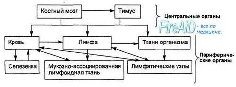 Иммунная система клетки ткани органы