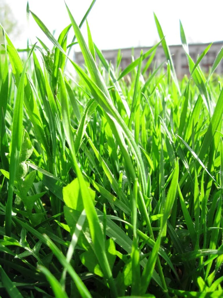 Трава зелена вопрос. Зелень. Сочная травка. Весенняя трава. Зелень трава.