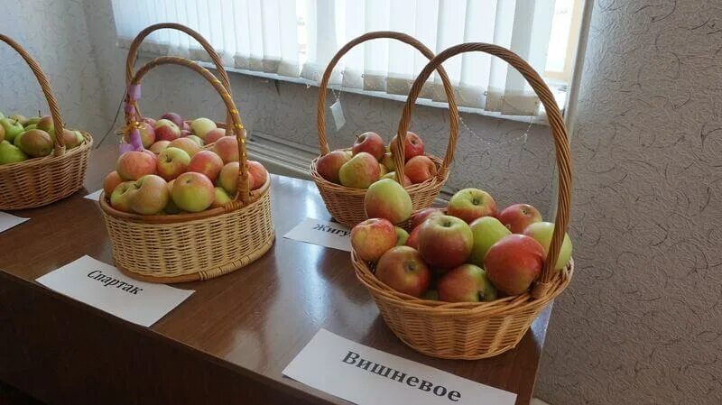 Яблонька самара. Самарские яблоки. Яблоня Самаринка. Большая яблоня в Самаре. Фото самарских яблок.