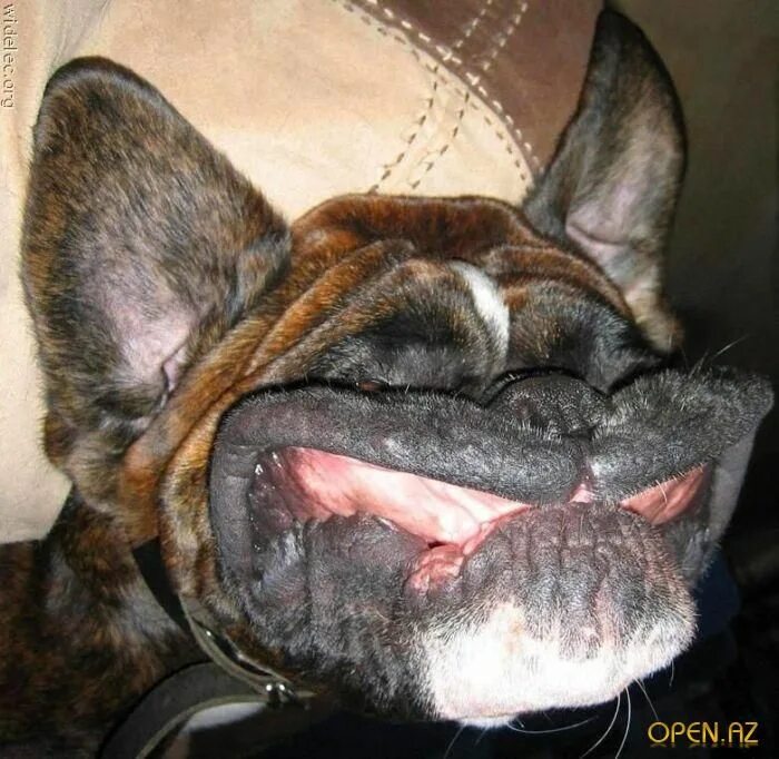 Собака с зубами мем 20 Pics With Confusing Perspectives That Can Deceive Your Eyes Perros, Animal do