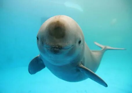 Happy animals