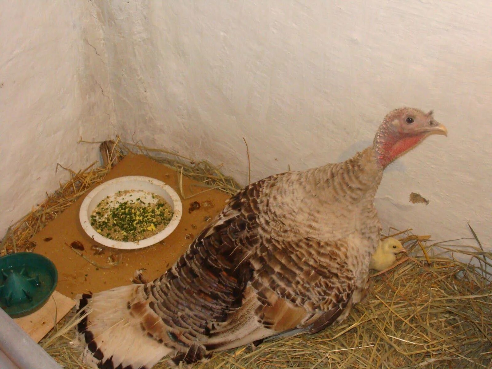 Бурбонские индюки. Бронзовая широкогрудая индейка. Индюки зимой. Выращиваем индюков. Индюшки в хозяйстве.