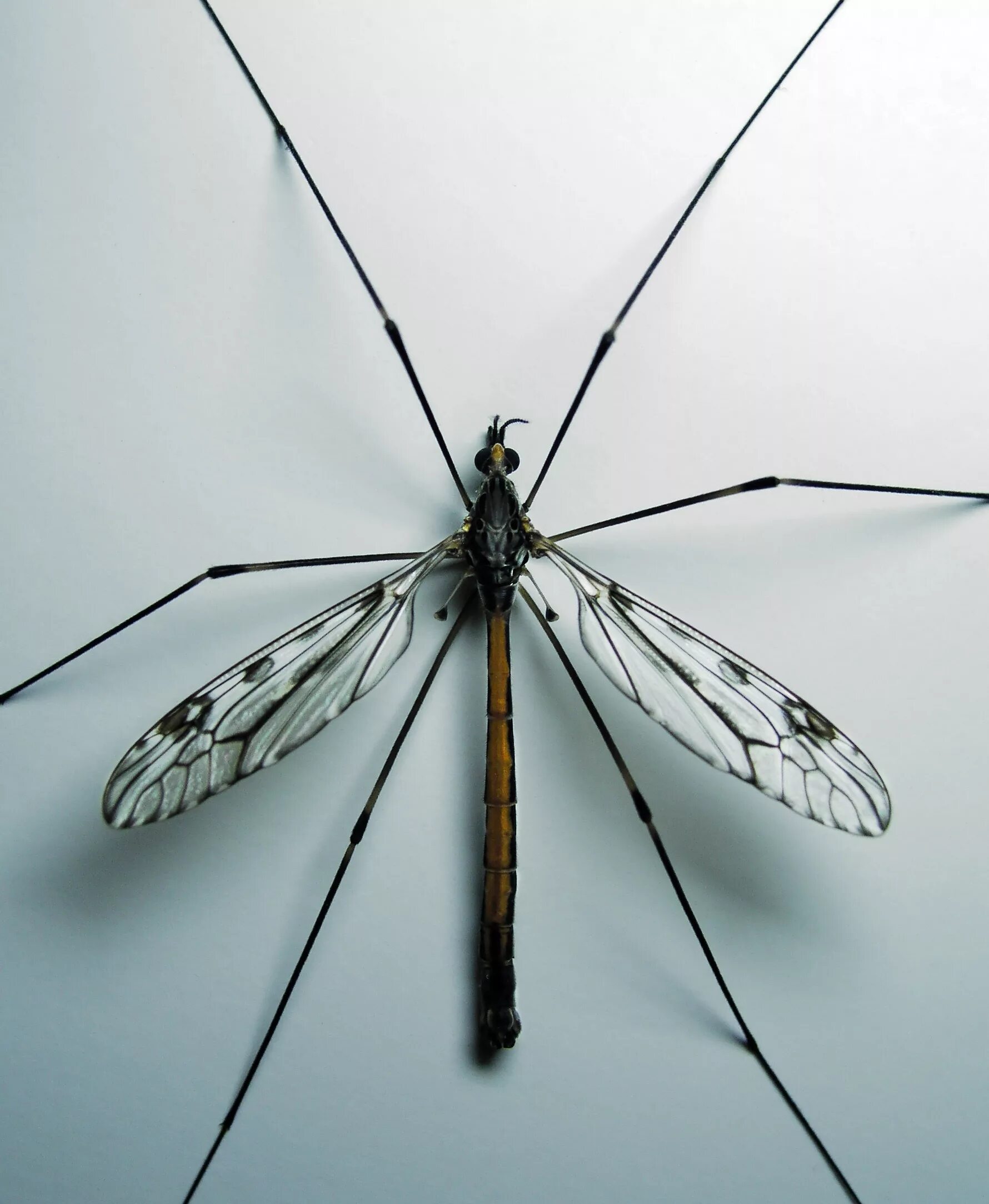 Комар большой как называется с длинными. Малярийный комар долгоножка. Карамора комар долгоножка. Муха долгоножка. Долгоножка кольчатая.