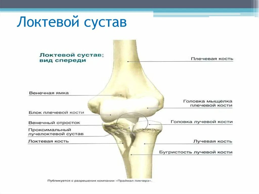 Мыщелок плеча. Локтевой сустав костная анатомия строение. Локтевой сустав мед универ анатомия. Плечелоктевой сустав строение. Локтевой сустав вид спереди анатомия.