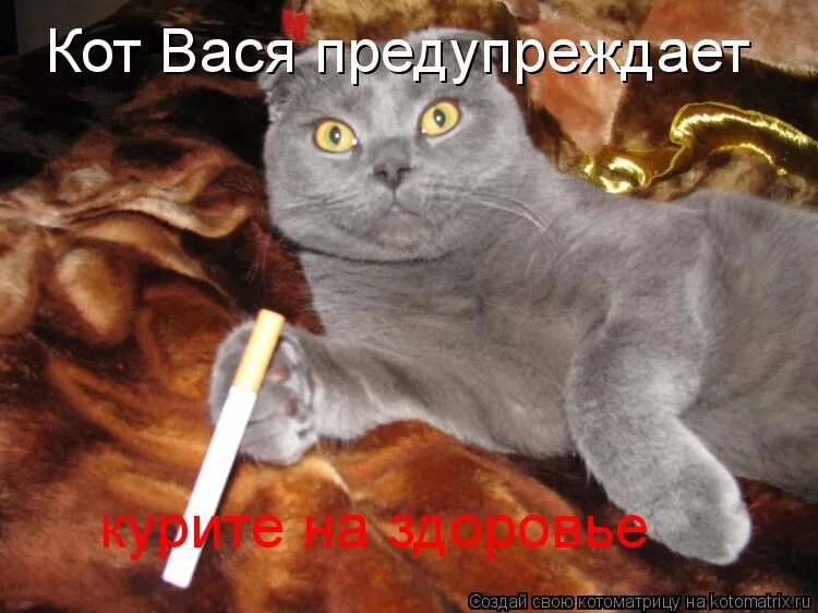 про кота васю