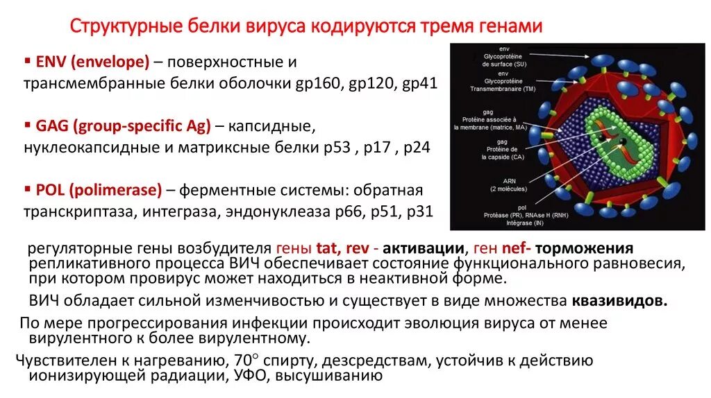 Белки вич. Нуклеокапсидный белок ВИЧ. Функции структурных белков вируса. Структурные вирусные белки. Структурные и неструктурные белки вируса.