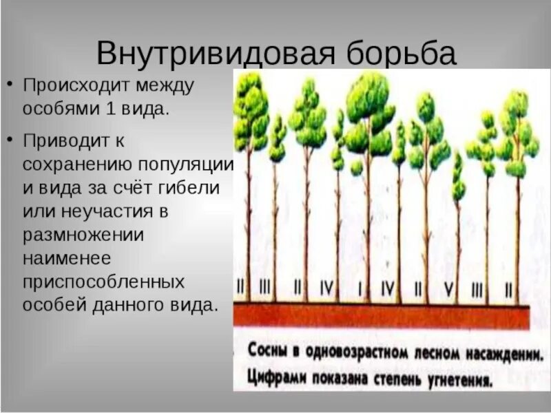 Гибло это. Примеры внутривидовой борь. Внутривидовая борьба за существование. Внутривидовая борьба растений. Примеры внутривидовой борьбы за существование.