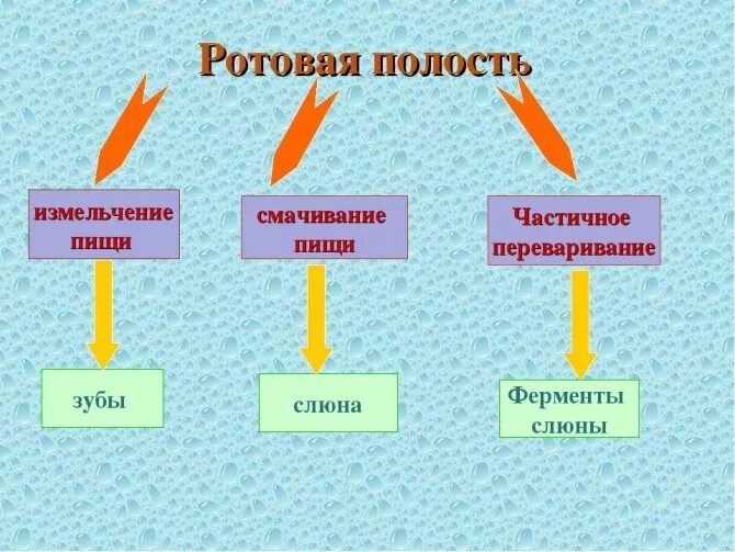 Какие вещества расщепляются слюной