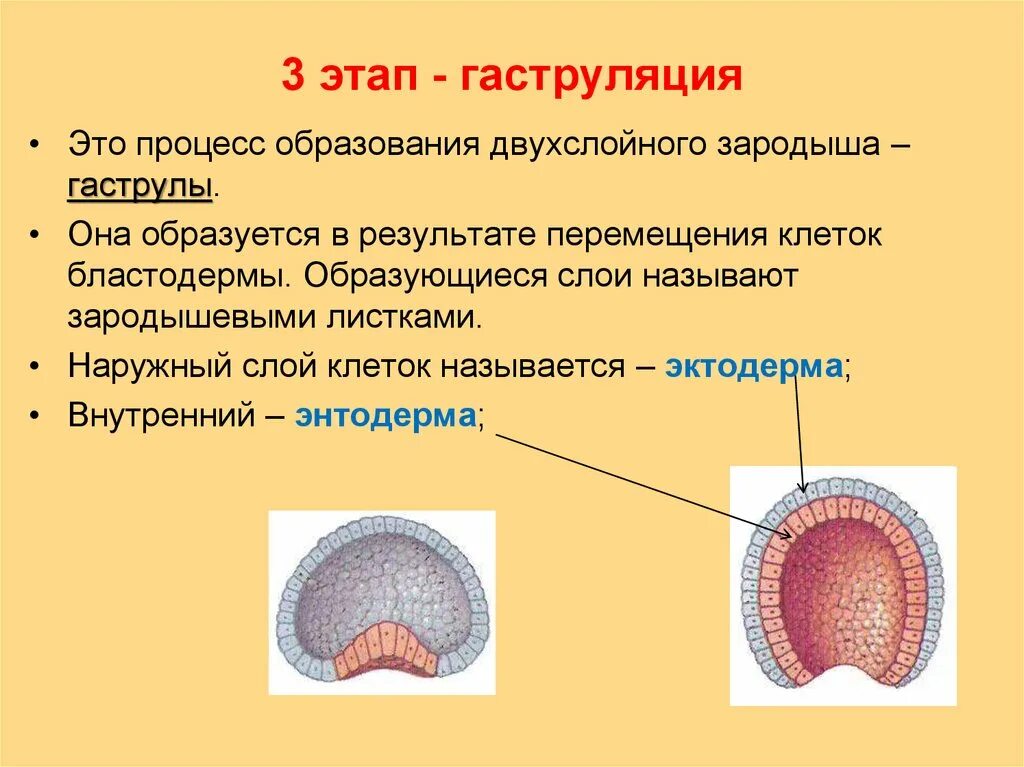 Гаструляция 3 зародышевых листка. Внутренний зародышевый листок гаструлы. Гаструляция бластопор. Гас руляция зародгыа человеа. Первая стадия зародышевого развития в результате которой