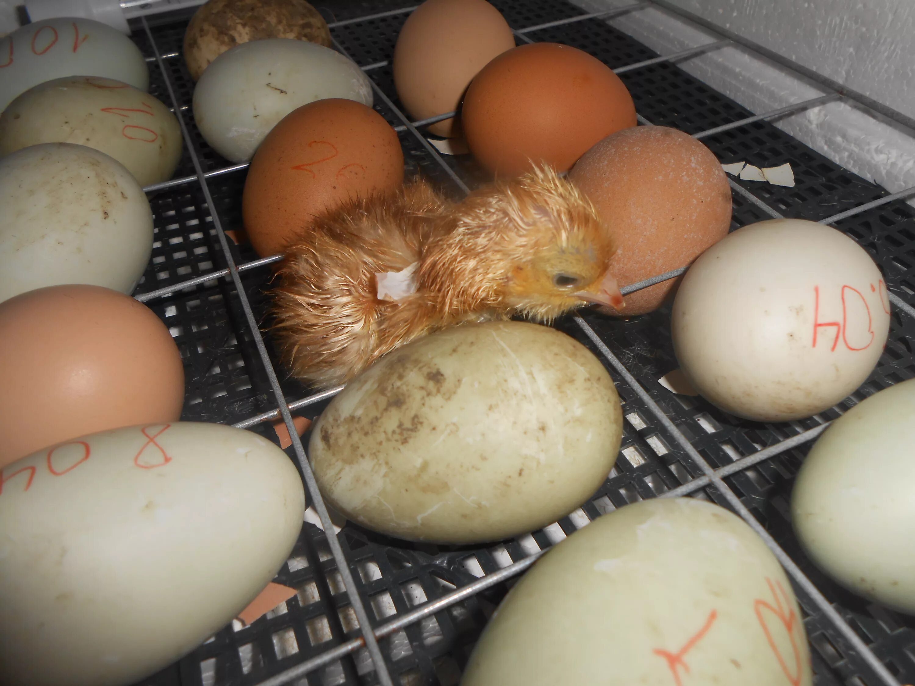 Цыплята в инкубаторе. Инкубатор для яиц. Цыплята вылупляются в инкубаторе. Инкубационное яйцо. Сколько держать цыпленка в инкубаторе после вылупления