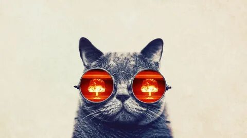 Обои с крутыми котами