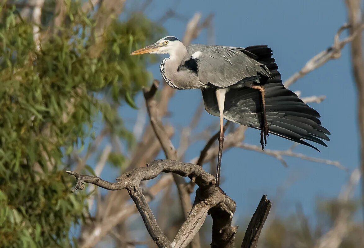 болотная цапля. мадагаскарская цапля. название цапли. мадагаскарская цапля. название цапли.