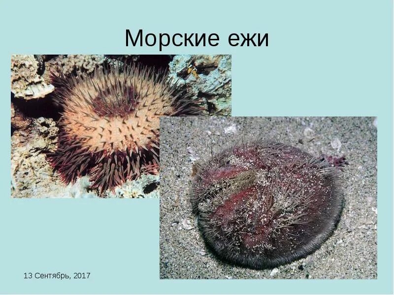 Морской еж класс животных. Тип иглокожие морские ежи. морские ежи информация. морские ежи проект. морской еж тип.
