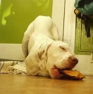 Dog 16