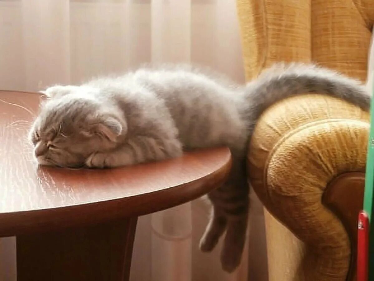 Кот устал. Котики для поднятия настроения. Ленивый кот. Котик хочет спать.