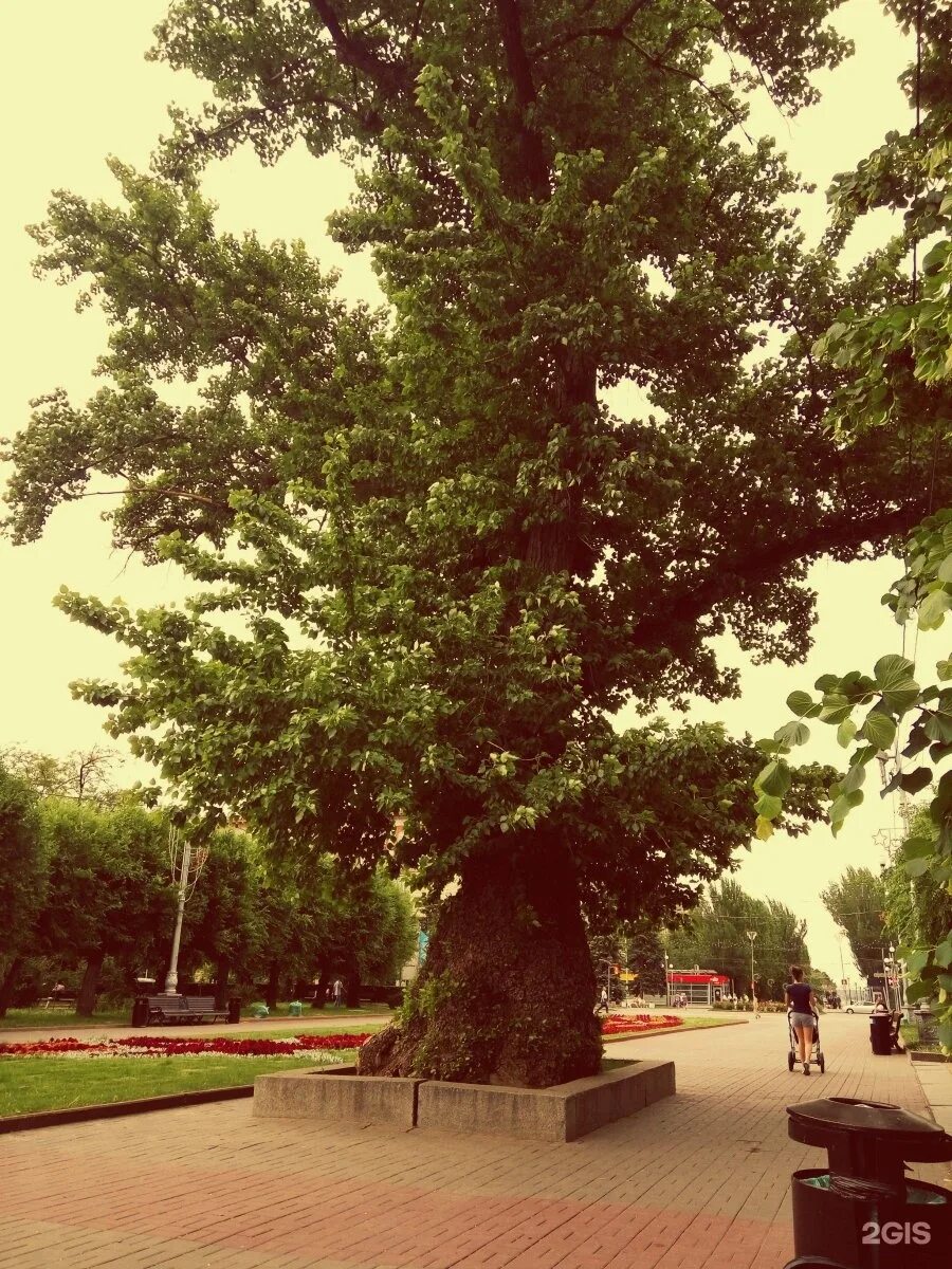 История легендарного тополя - Москва