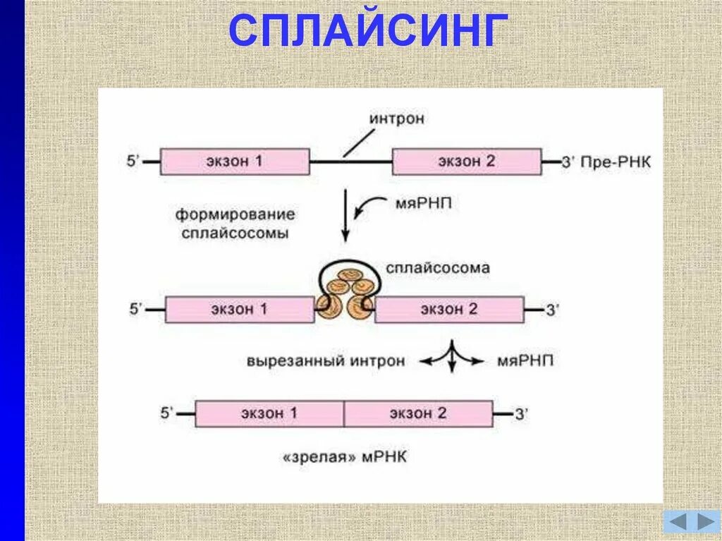 Рнк блокирует. Сплайсинг интронов. Сплайсинг РНК У эукариот. Сплайсинг в интронах схема. Сплайсинг сплайсосома.