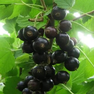Какие сорта смородины