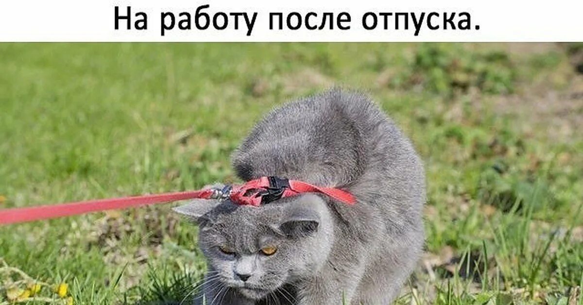 Жизнь после отпуска. На работу после отпуска. первый день после отпуска. на работу после отпуска прикольные. с выходом на работу после отпуска.