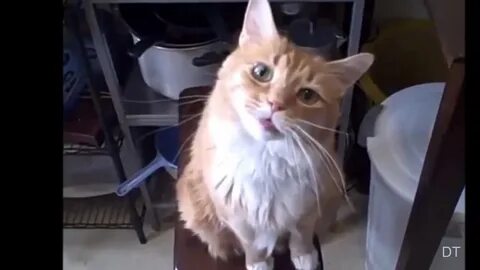 Смешные видео про животных на русском