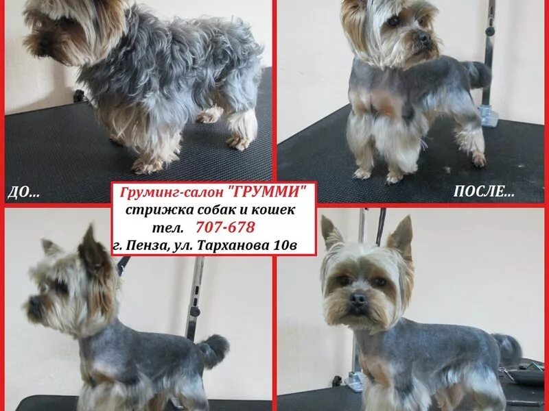грумер пенза. карликовый пудель мальтипу. йоркширский терьер корейская стрижка. карликовый пудель не стриженый. стрижка собак пенза.