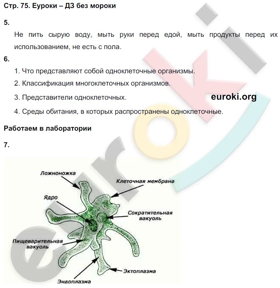 Вопросы по биологии 5 класс. Биология 75 страница 5 класс. Что проходят в 5 классе по биологии. Биология 5 класс страница 75 ответы на вопросы. П 17 биология 5 класс