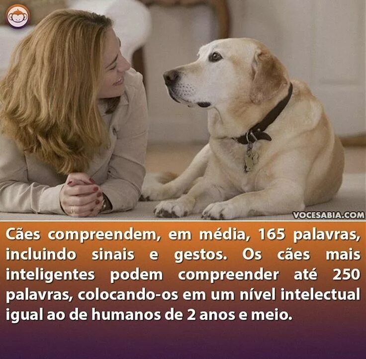 Собака на желтом фоне. Собака трясучка. Dog trembling. Join dogs. Рыжая и джойна собаки.