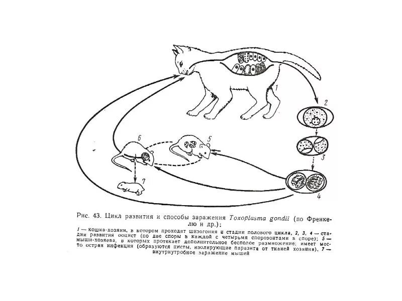 Жизненный цикл возбудителя. Жизненный цикл токсоплазмы схема. Цикл развития токсоплазмы схема. Схема жизненного цикла развития токсоплазмы. Жизненный цикл развития токсоплазмы.