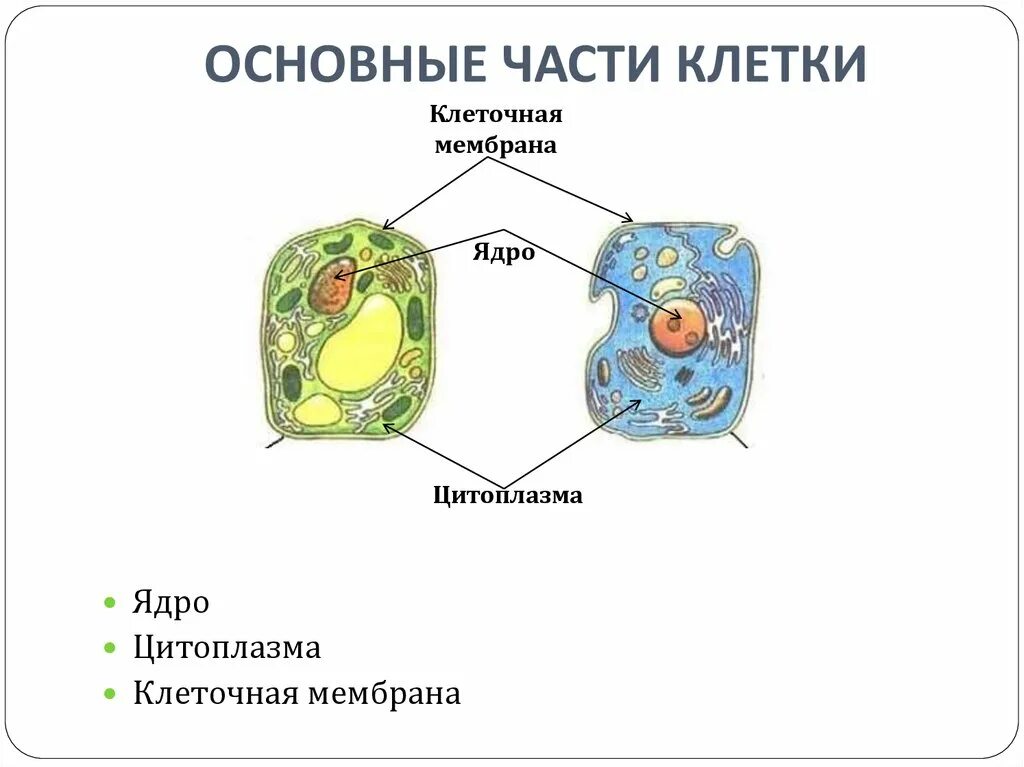 Какие клетки живые на препарате. Основные части клетки схема. Основные компоненты клетки животного. Основные части клетки 5 класс биология. Назовите главные части клетки 5 класс биология.