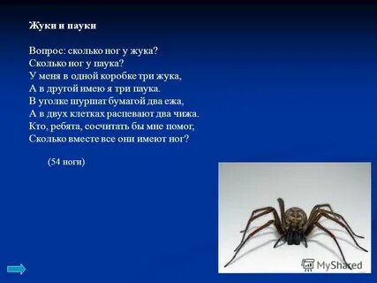 Сколько ног у паука 3 класс