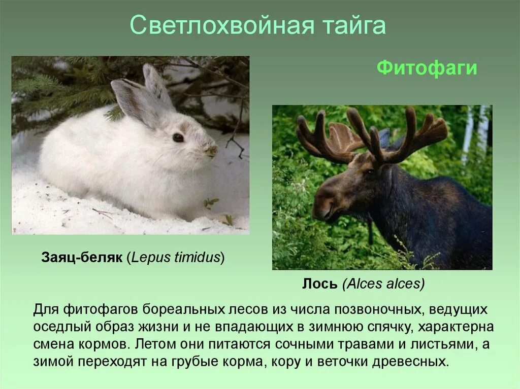 Растительный мир башкортостана. Светлохвойные лиственничные леса животные. Светлохвойные лиственничные леса животные. Светлохвойные леса животные. Светлохвойные лиственничные леса животные.