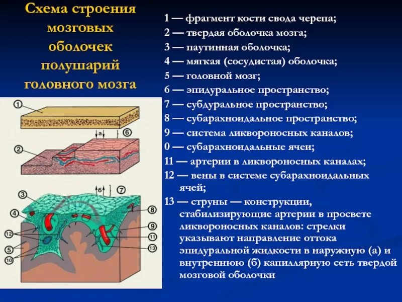 Сосудистая оболочка мозга. Паутинная оболочка головного. Сосудистая оболочка головного мозга. Строение твердой мозговой оболочки. Мягкая сосудистая оболочка головного мозга.