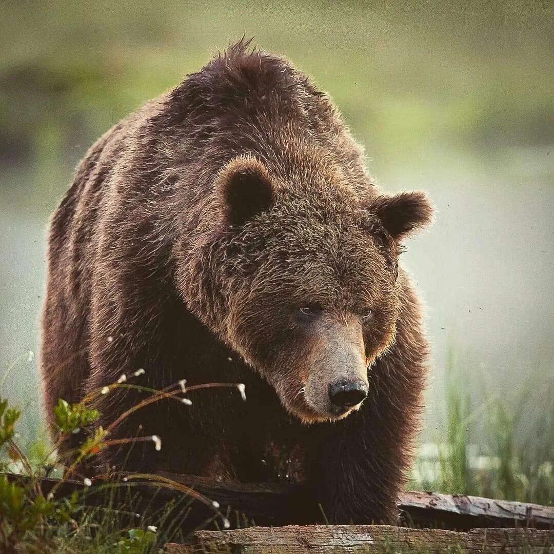 Русская медведь сил. Сибирский бурый медведь. Русский бурый медведь. Бурый медведь символ России. Медведь обои.