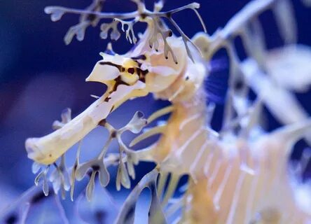 Sea dragon