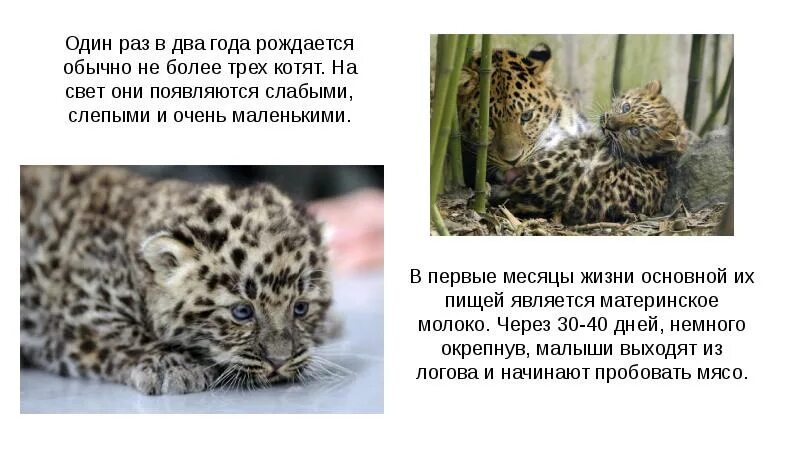 Дальневосточный амурский леопард