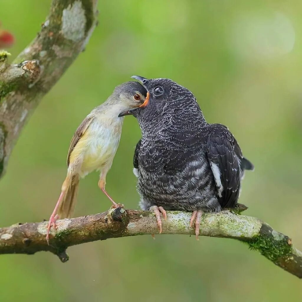 калипта коста колибри фото. воробей птица. редкие колибри. Starling - скворец (*у сталина длинный птичий нос был). гнездо камышовки.
