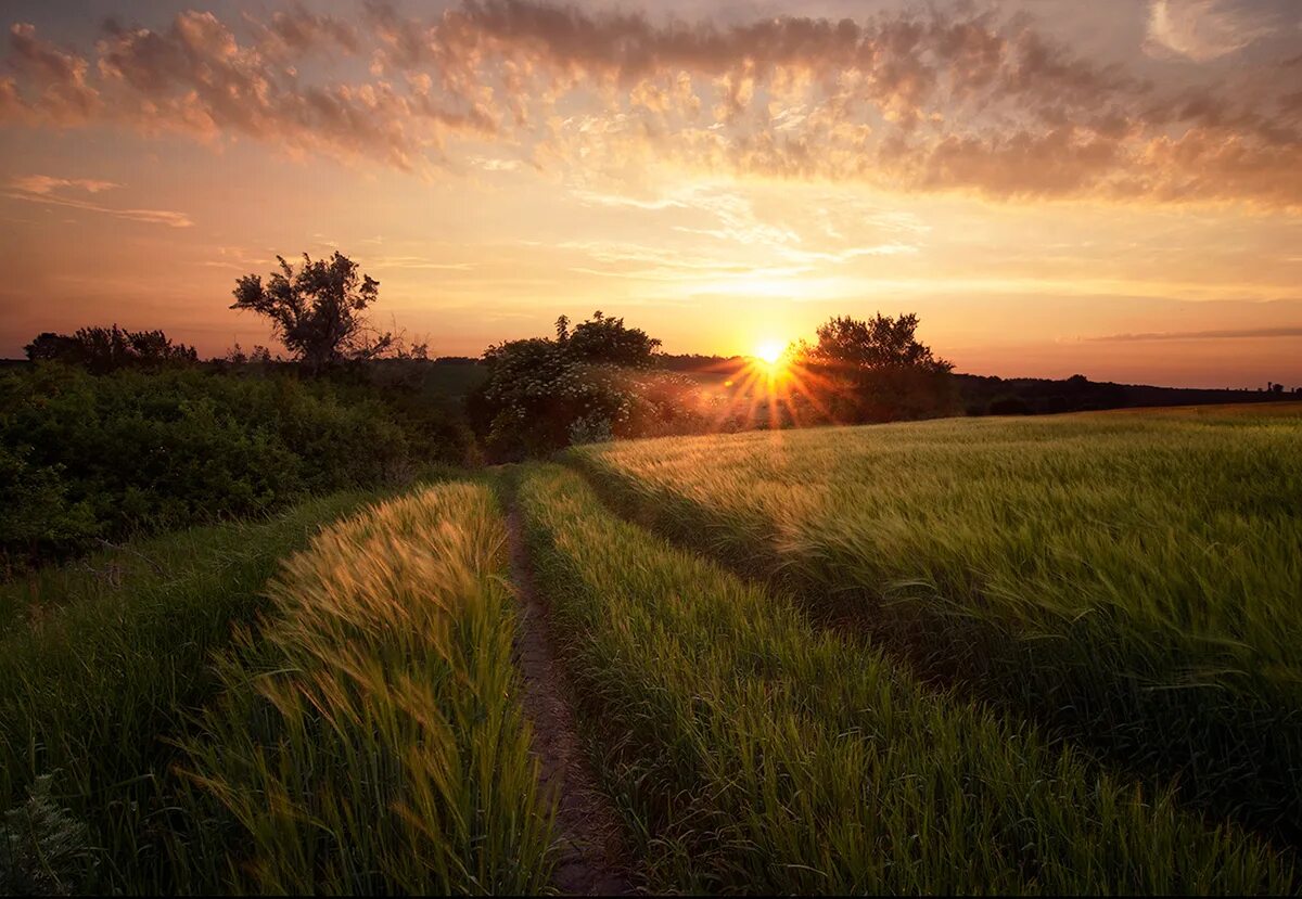 Раннее июльское утро. Июль вечер. Июль вечер. Июньское утро. В июльские вечера в степи.