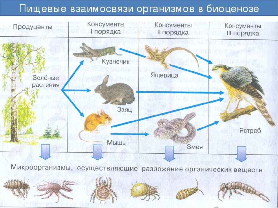 Питание животных 5 класс биология