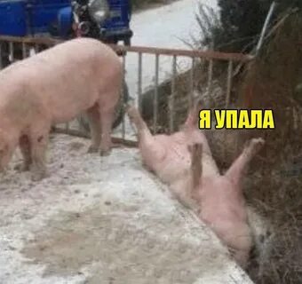 Я стал свиньей осеменителем