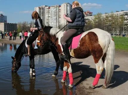 Лошади в городе