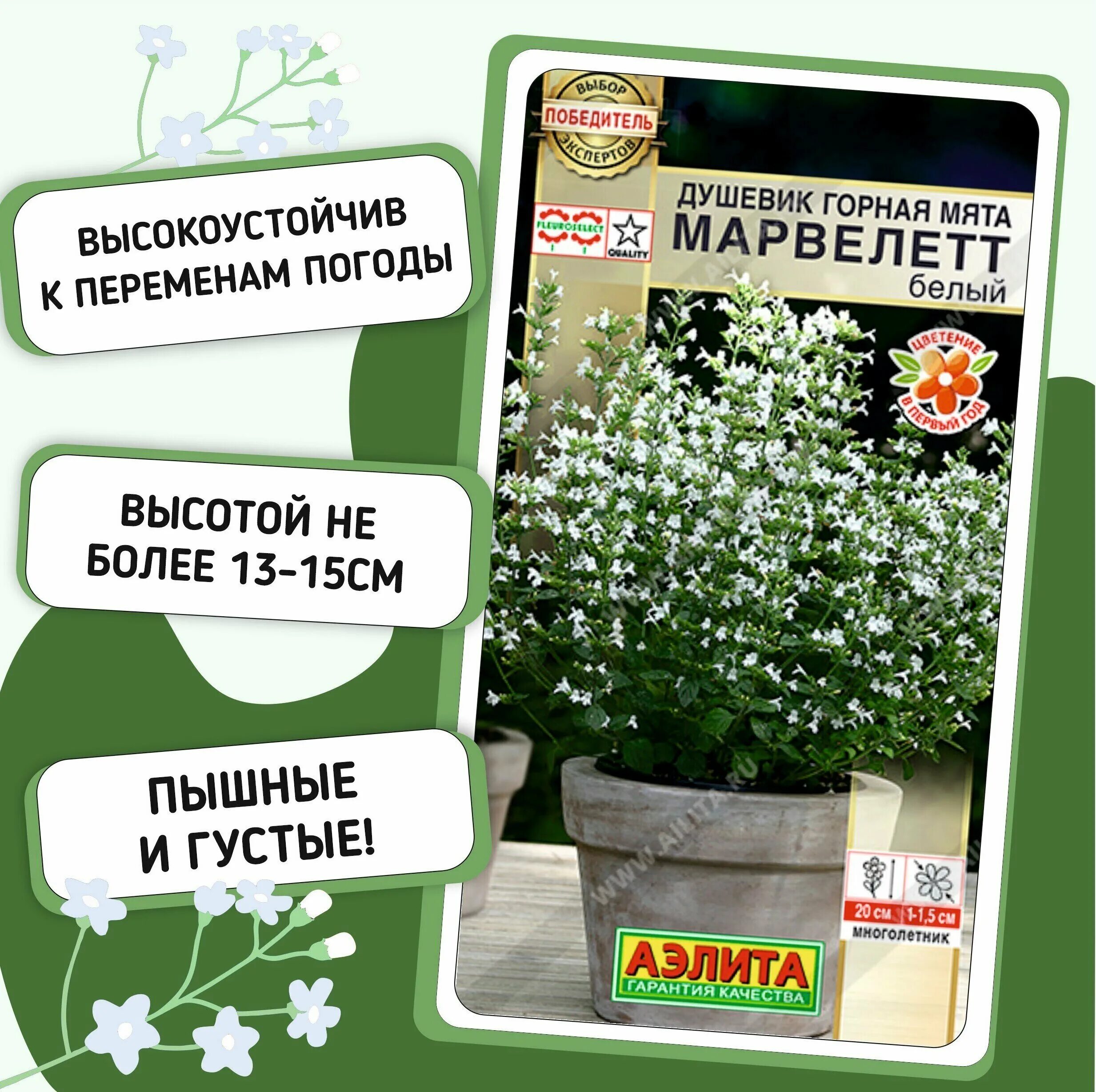 Душевик горная мята марвелетт. Душевик котовниковый (Calamintha Nepeta). Душевик котовниковый Marvelette White. Душевик ветерок.