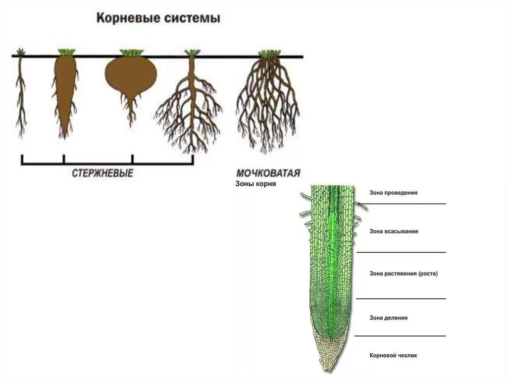 Схема корневой системы огурца. Корень и корневая система. Стержневая и мочковатая корневая система. Корневая система зоны корня. Последовательность роста корня