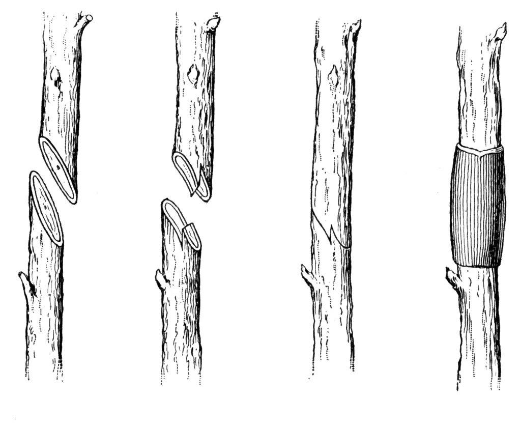 Прививка груши на яблоню весной. Прививка яблони копулировка. Улучшенная копулировка яблони. Прививка яблони окулировкой. Прививка яблони весной копулировка.
