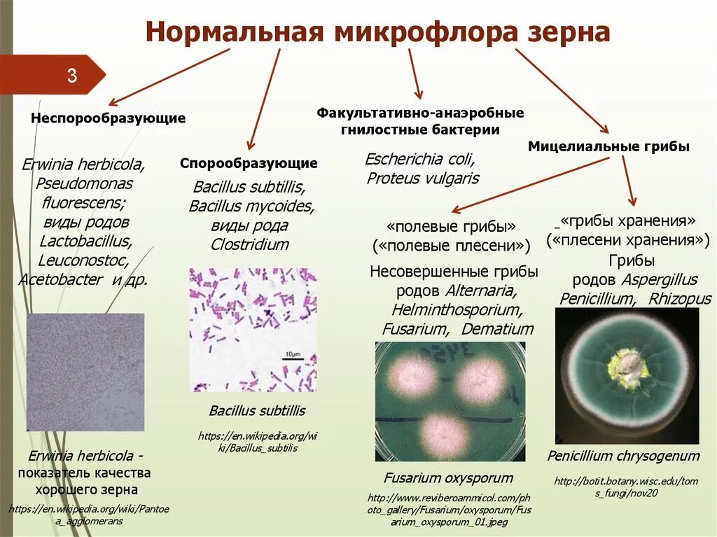 Микрофлора зерна. Нормальная микрофлора зерна. Бактерии для микрофлоры. Микробиология зерна.